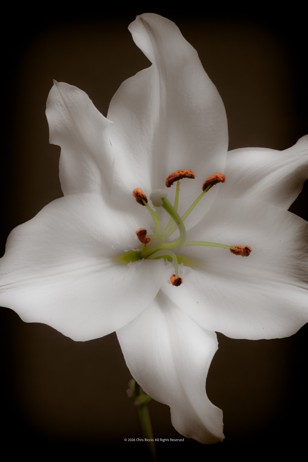 Vintage Lily